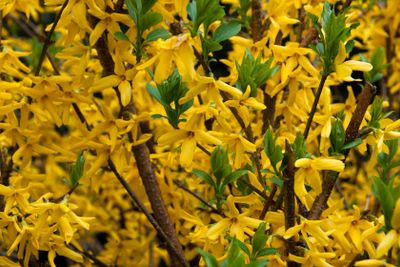 Forsythia