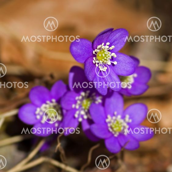 Hepatica nobilis