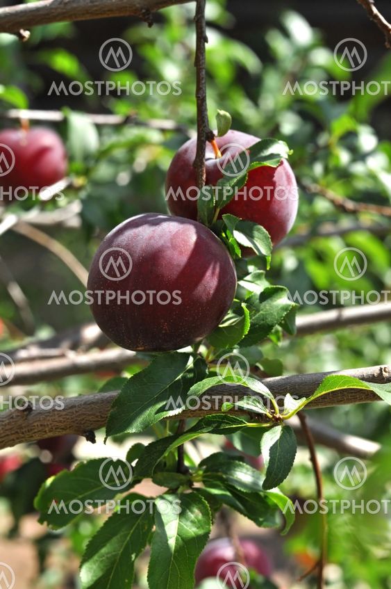 Cherry plum