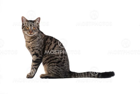 Tabby Cat on White