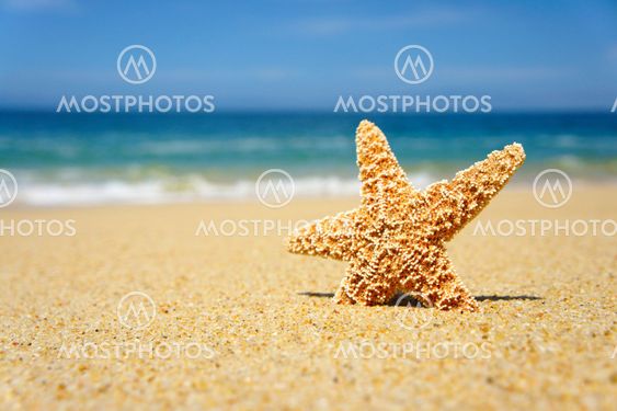 Starfish