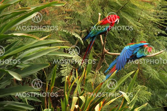 Parrots in the Forest