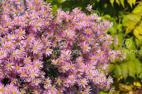 Blooming Asters