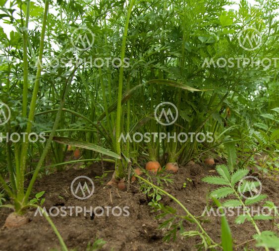 carrots