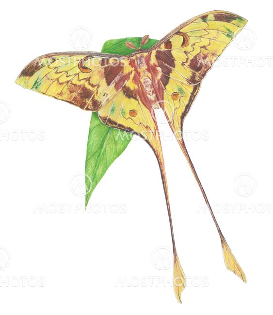 Moth-Actias Maenas