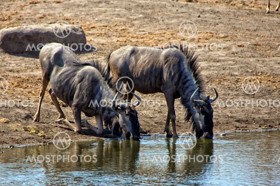 two blue wilebeest drinking in a waterhole at etosha national park namibia