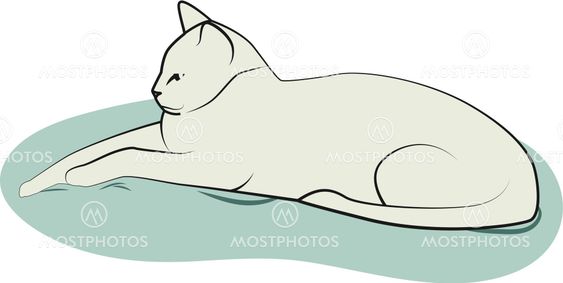 Cat on the pillow
