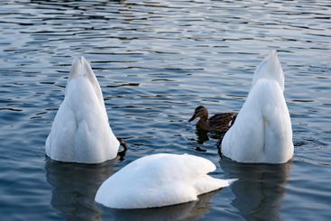 Swans and a duck feeding in a serene lake at dusk