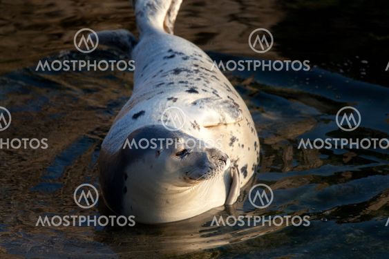 Sea Lion, The Magdalena, Santander, Cantabria, Spain