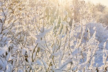 Branches of bush with adhered snow in backlight on sunny...