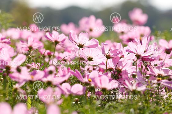 Blossom pink flower
