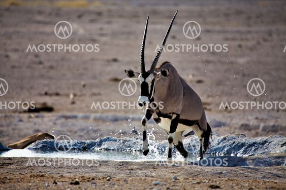 an oryx going out of the water in etosha national park namibia