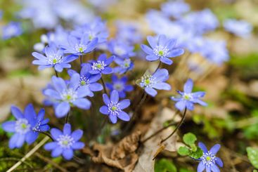Blossoming hepatica flower in early spring in forest.