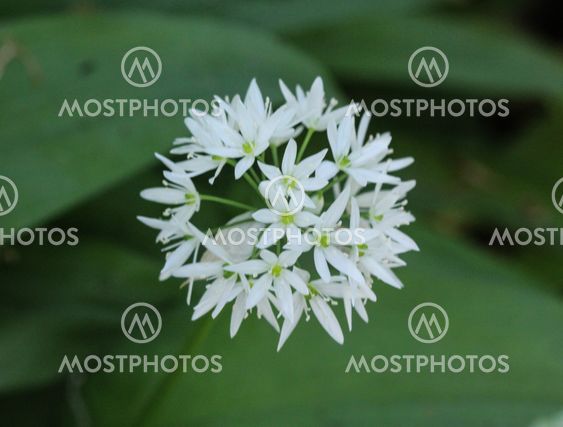 ramsons, buckrams or wild garlic (Allium ursinum)...