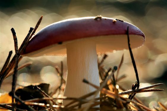 Mushroom