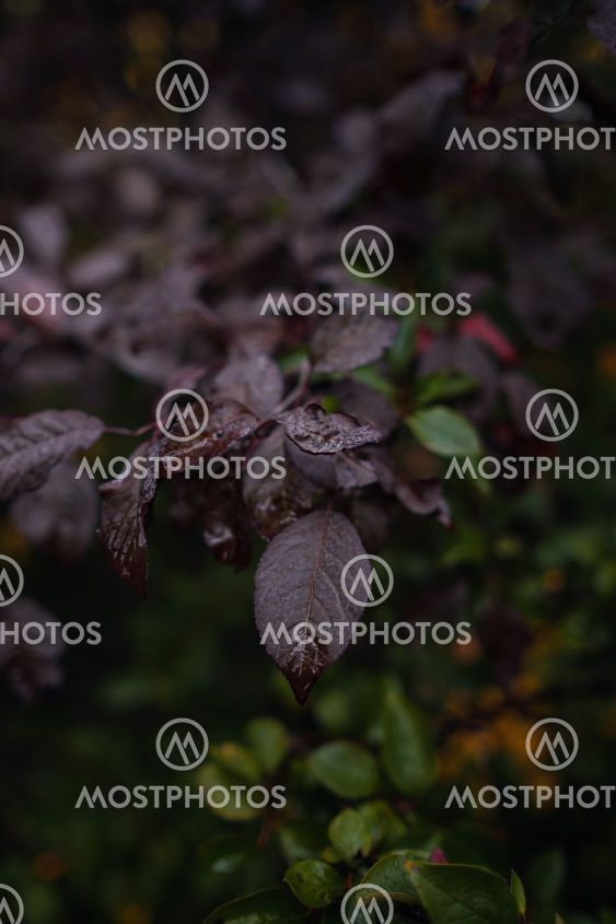Close up image of orange autumn leaves at soft light.