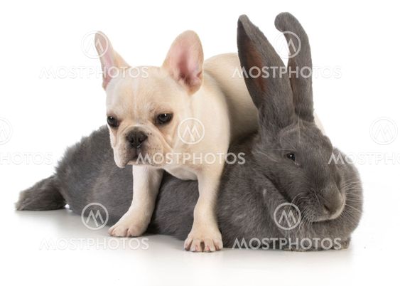 bunny and puppy