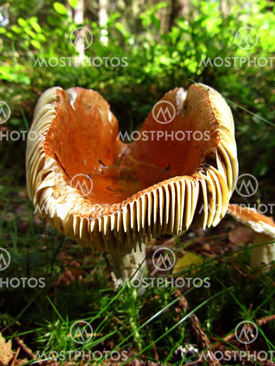 Sponge (Mushroom)