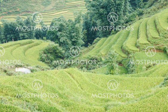 Rice terraces in the mountains