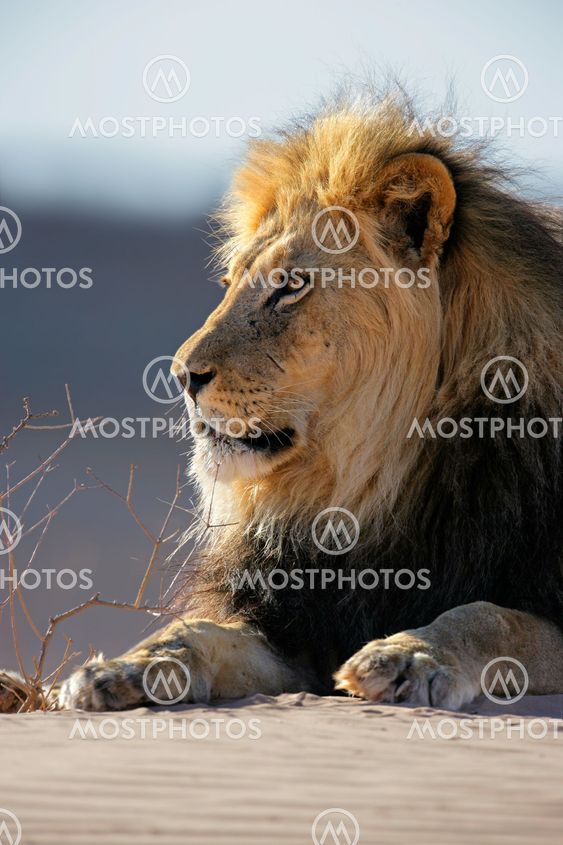 Big male African lion