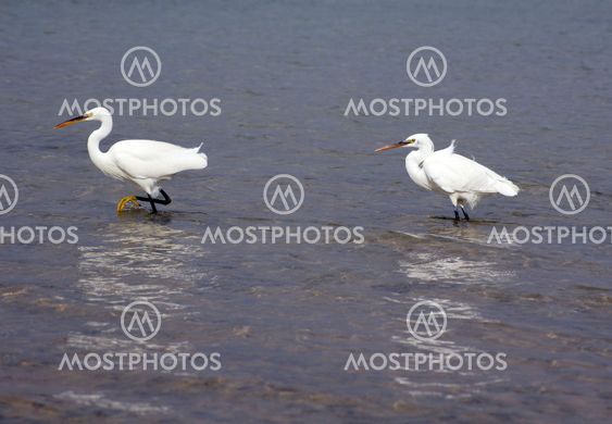 Couple of herons