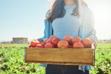 Farming, woman and tomato harvest in crate for fresh...