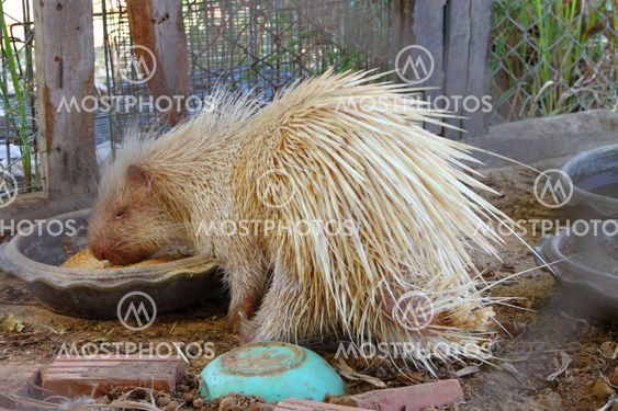 Porcupine