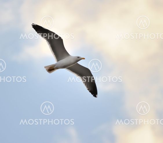 Lesser Black-backed gull