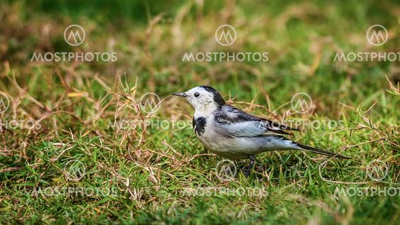 Fugl, hvid Wagtail, Motacilla alba, M. a. leucopsis på grønne græs