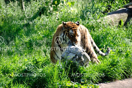 Playful Tiger