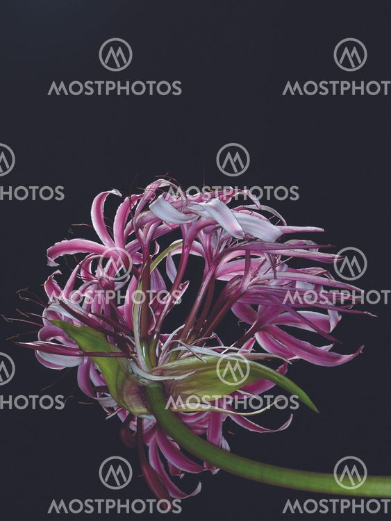 The Giant Spider Lily -13