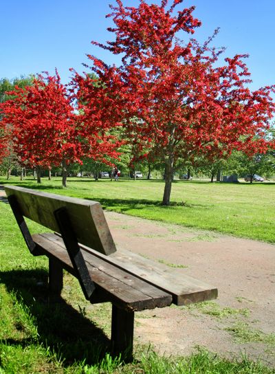 Park med blommande träd