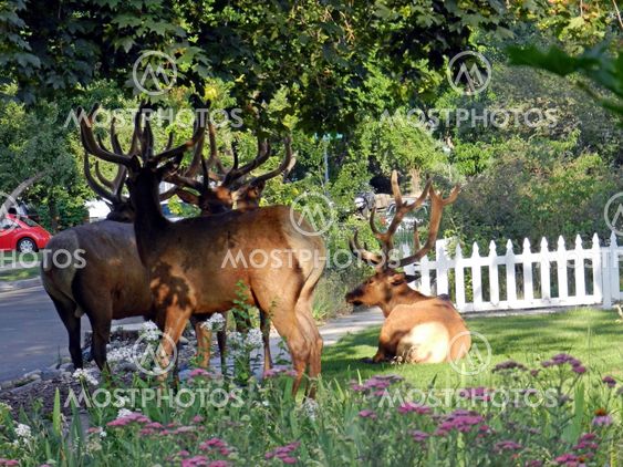 Urban bachelor club, elk