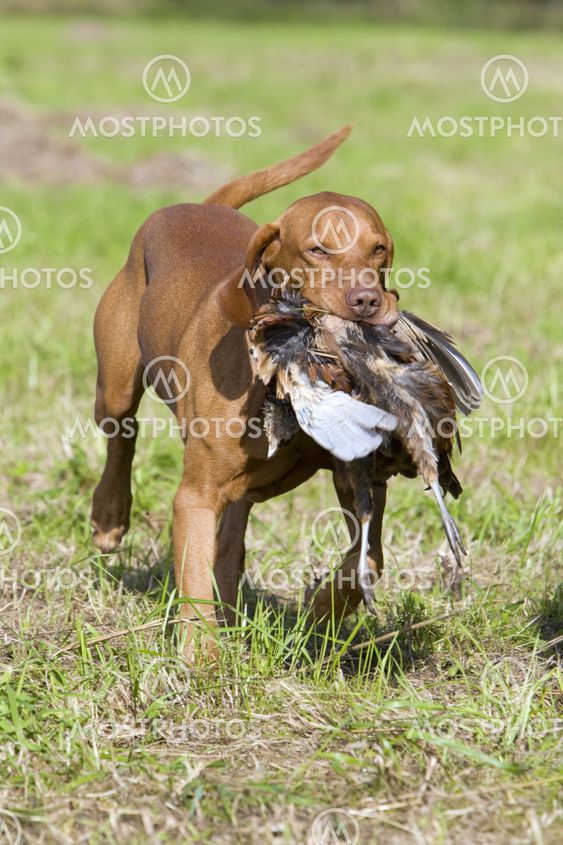 hunting dog with a catch