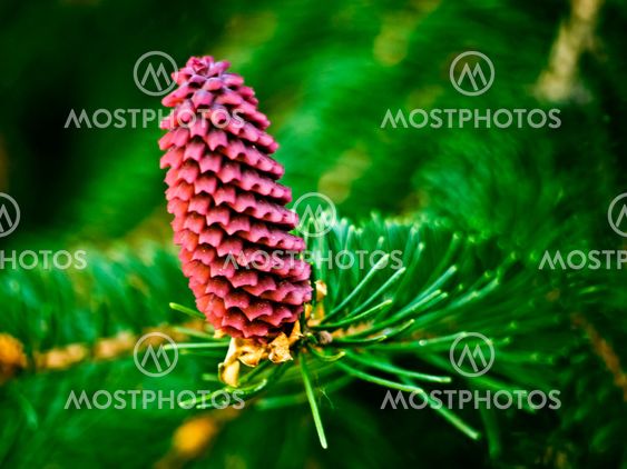 Pine cones purplish-large