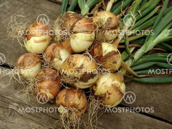 fresh onion bulbs