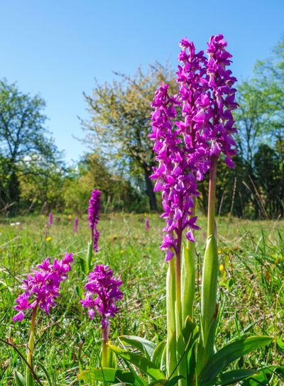 Early-purple orchid flowers in spring on a meadow at...