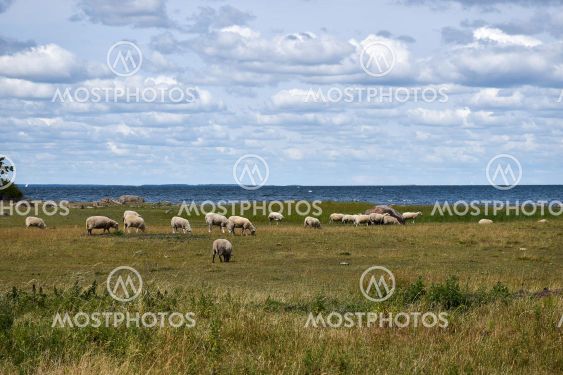 Betande får vid Karlmarsund i Halltorps Hage på Öland