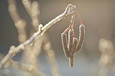 Frost and snow on branches. Beautiful winter seasonal...