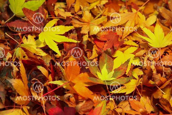Autumn Leaves