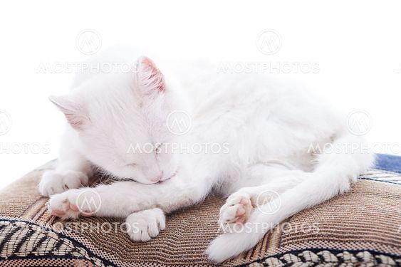 White cat on a white background