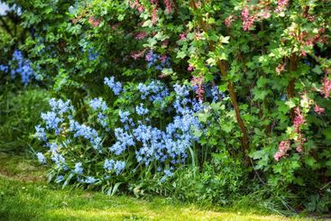 Color, flowers and blossom in garden, outdoor and...