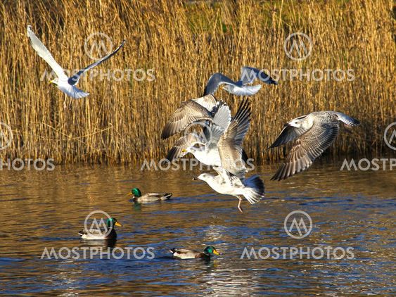 frightened gulls