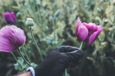 Farmer examining opium poppy crops in bloom on a plantation