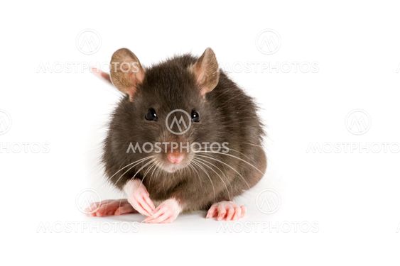rat