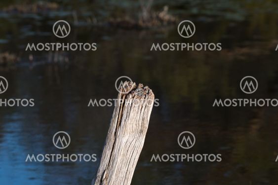 Top of a weathered wooden pole