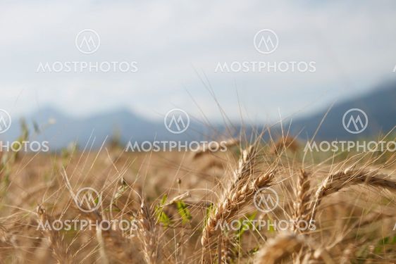 Landscape view of the field with ears of wheat in the...