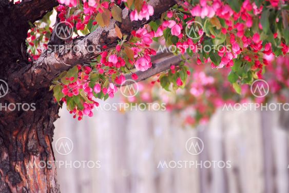 Apple tree