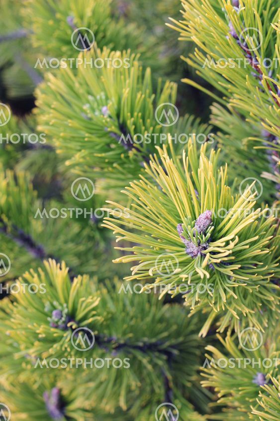 Close up of coniferous branches