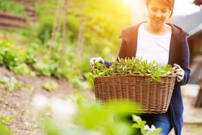 woman gardening